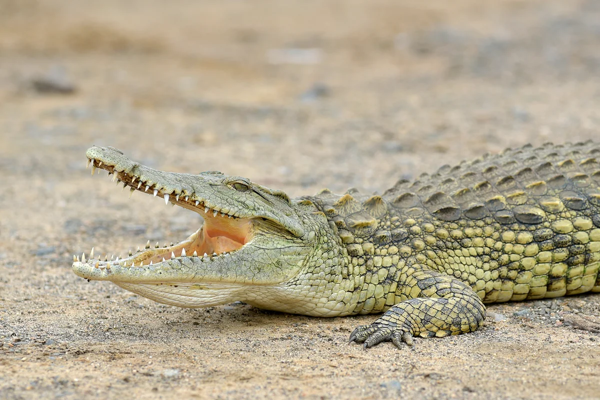 A small Nile Crocodile next to the waterhole