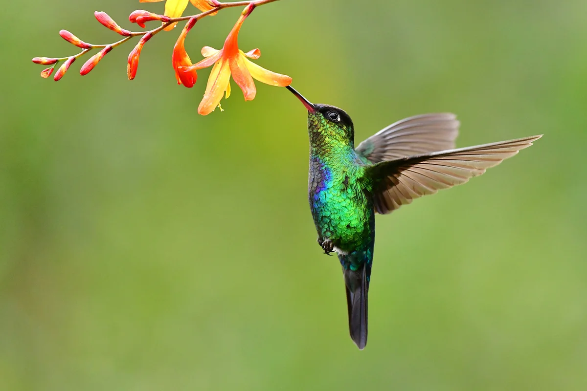 Wild hummingbird