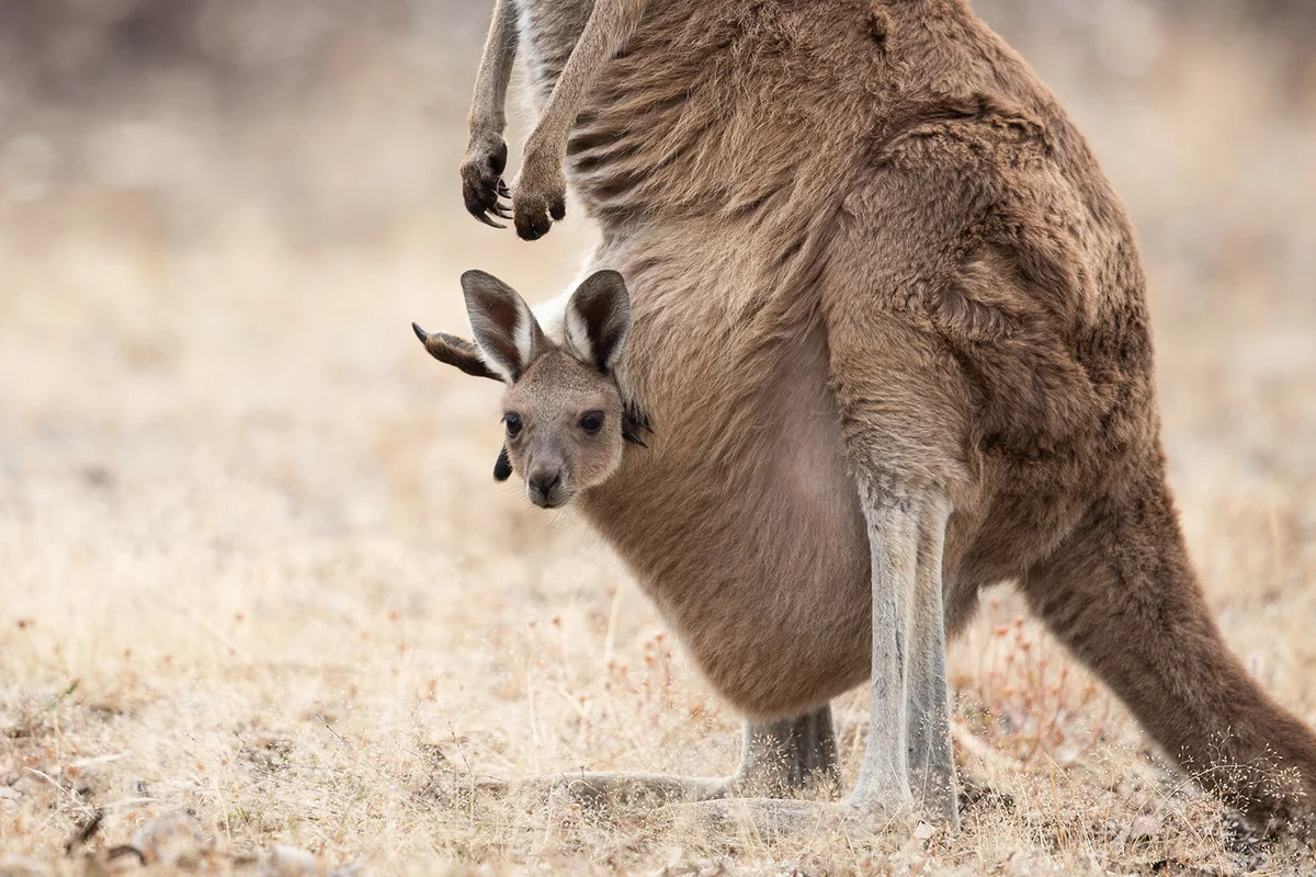 Western Grey Kangaroo youngster comfortable in its mother's pouch.