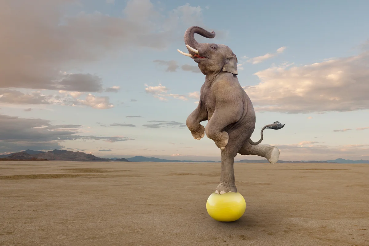 Skilled Elephant Balancing On A Ball
