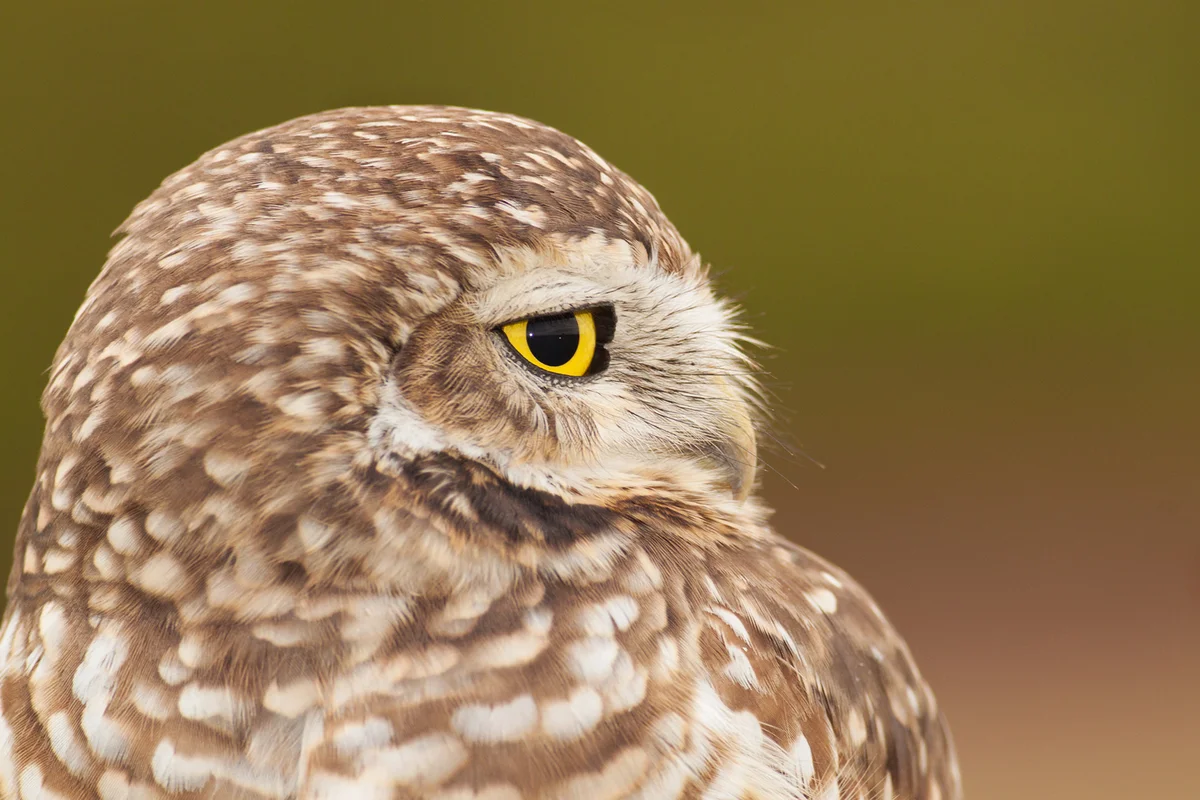 Owl portrait