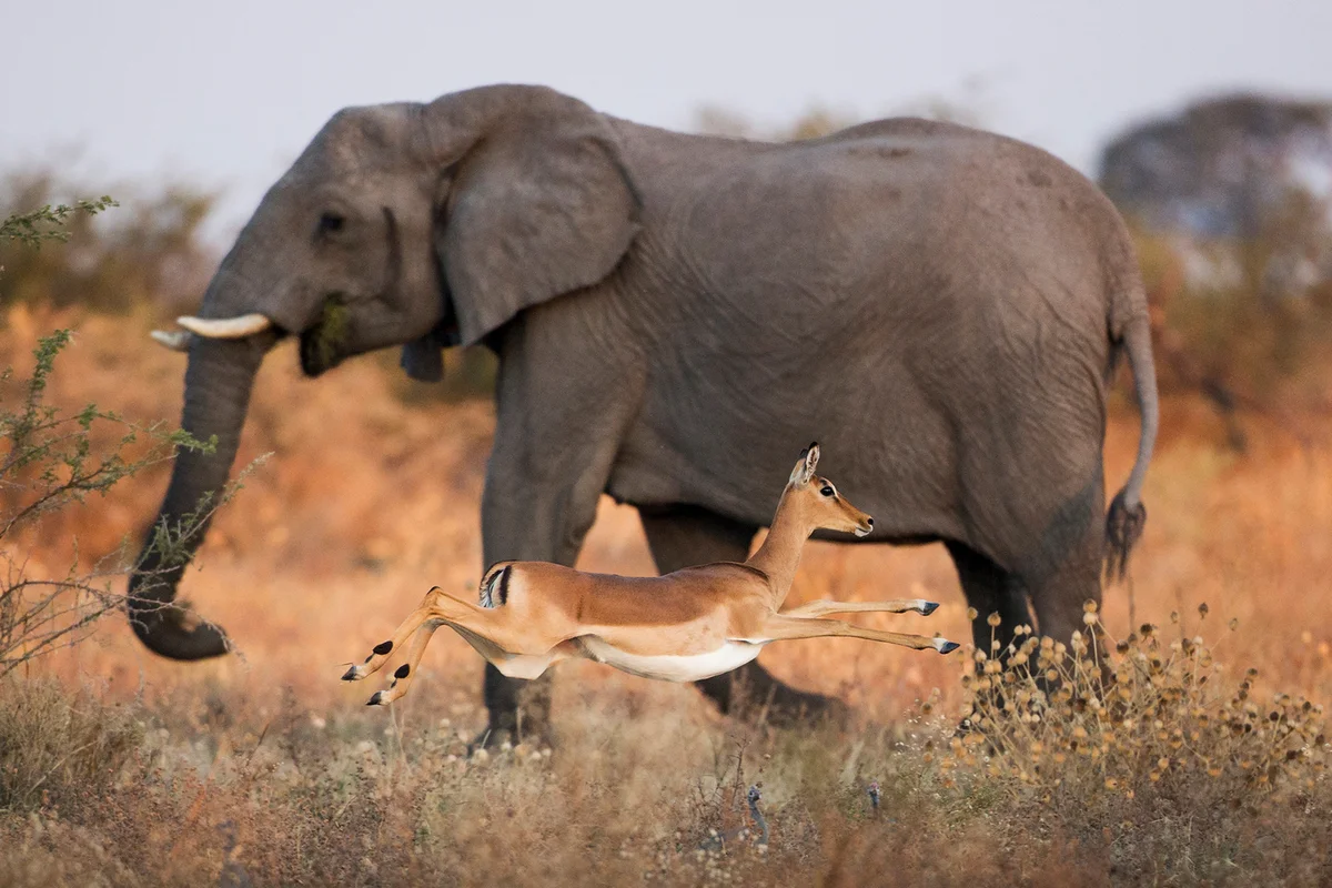 Impala Leaping past Elephant