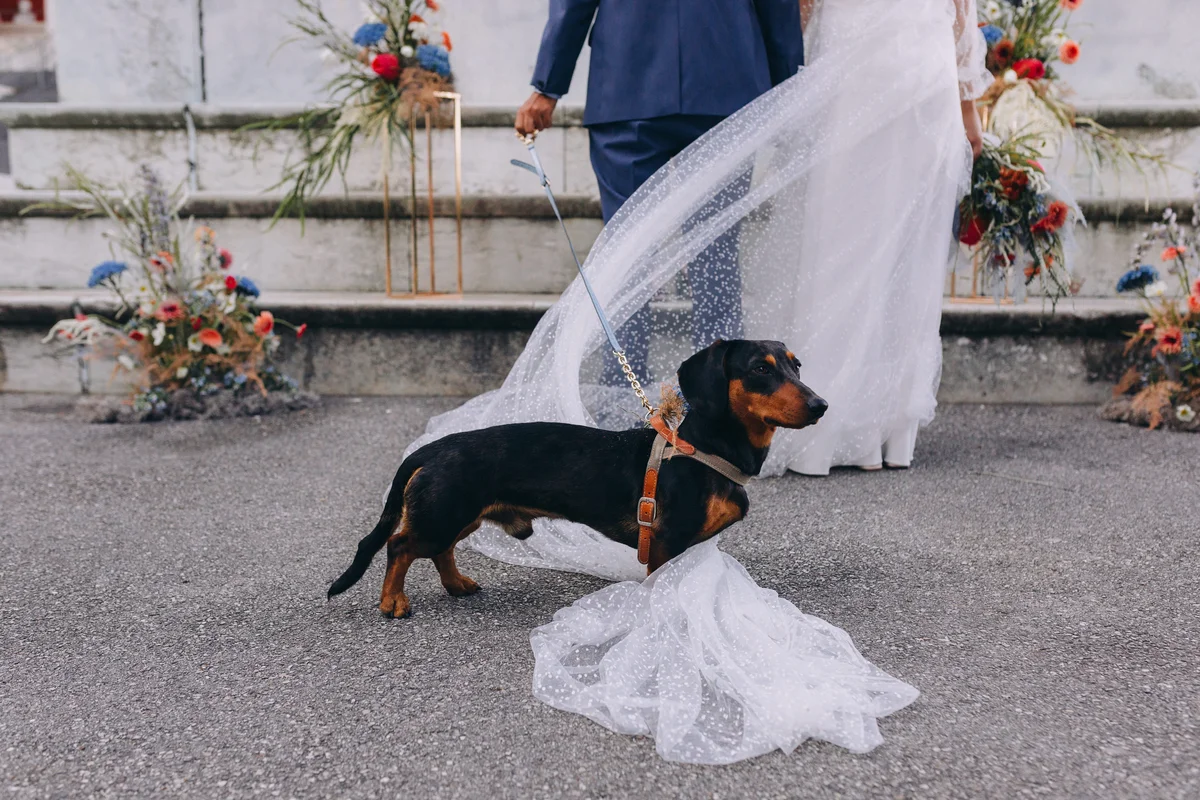 wedding dachshund