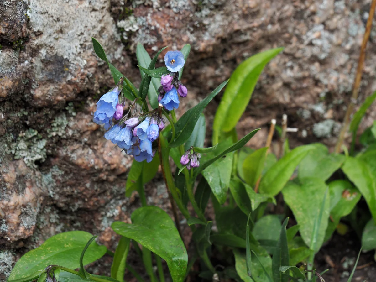 Blue & purple lungwort flowers