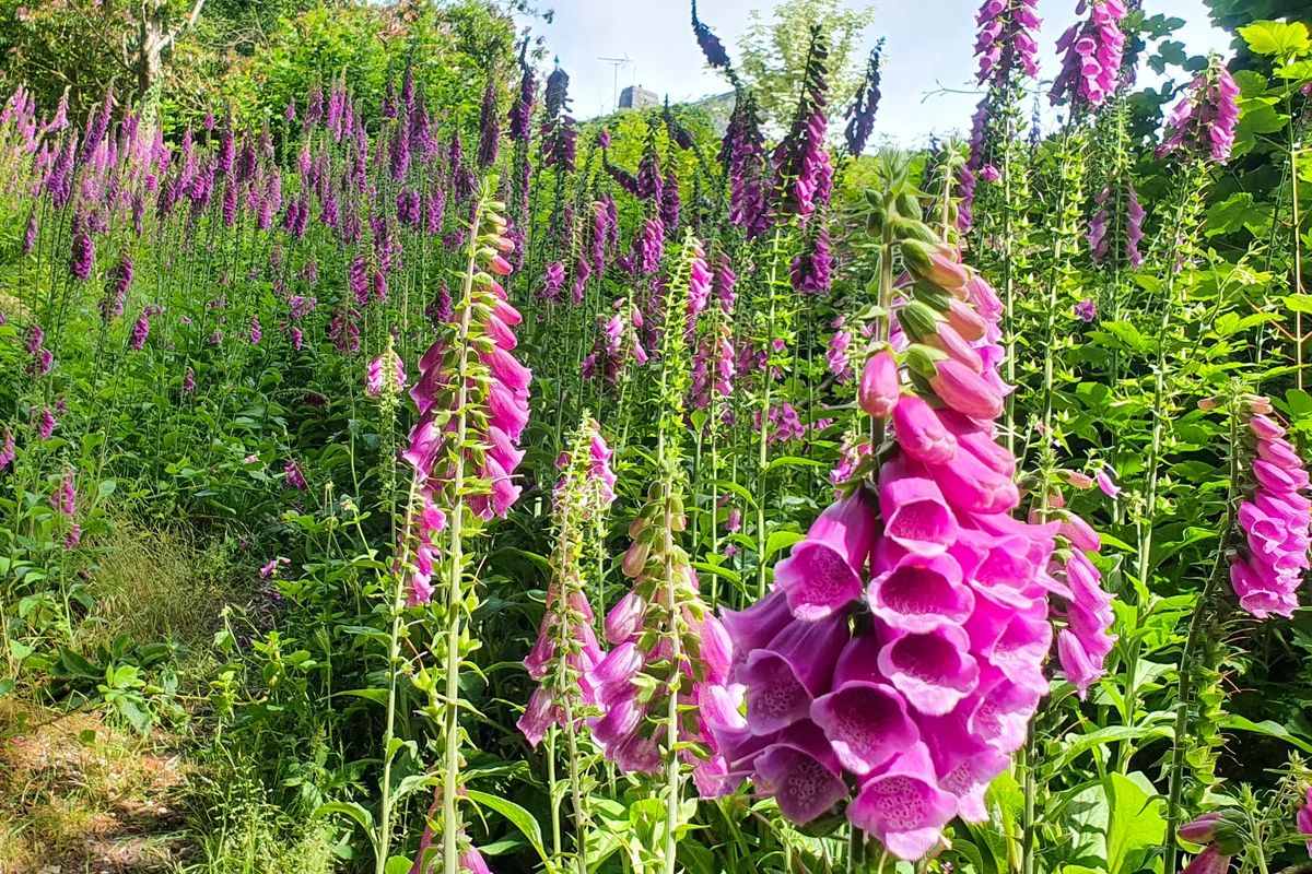 Pink and purple foxglove flowers
