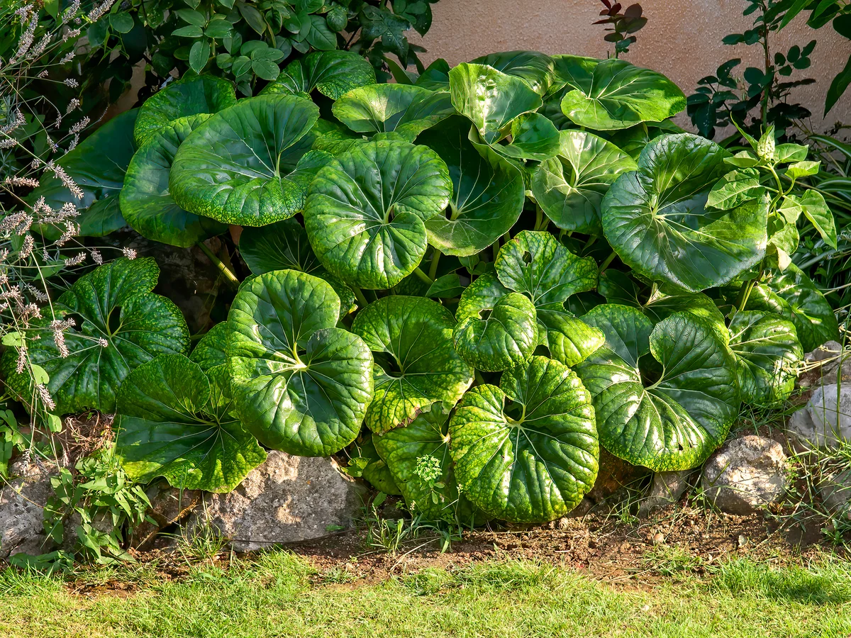 Leopard plant