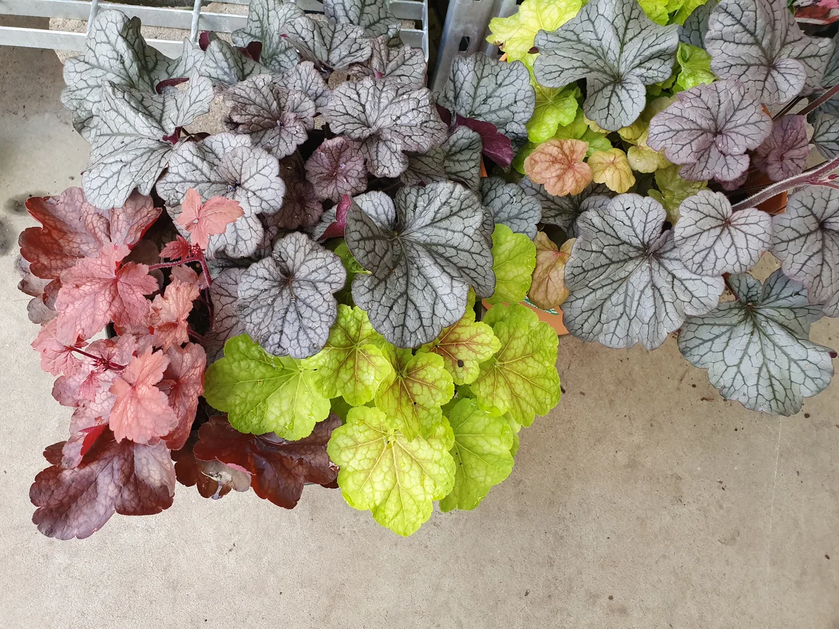 Colorful coral bells