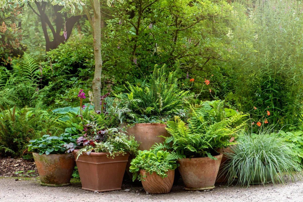 Ferns in terracotta plants