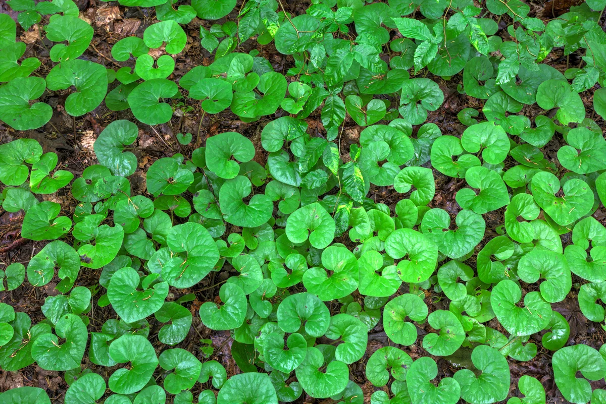 Green wild ginger plant