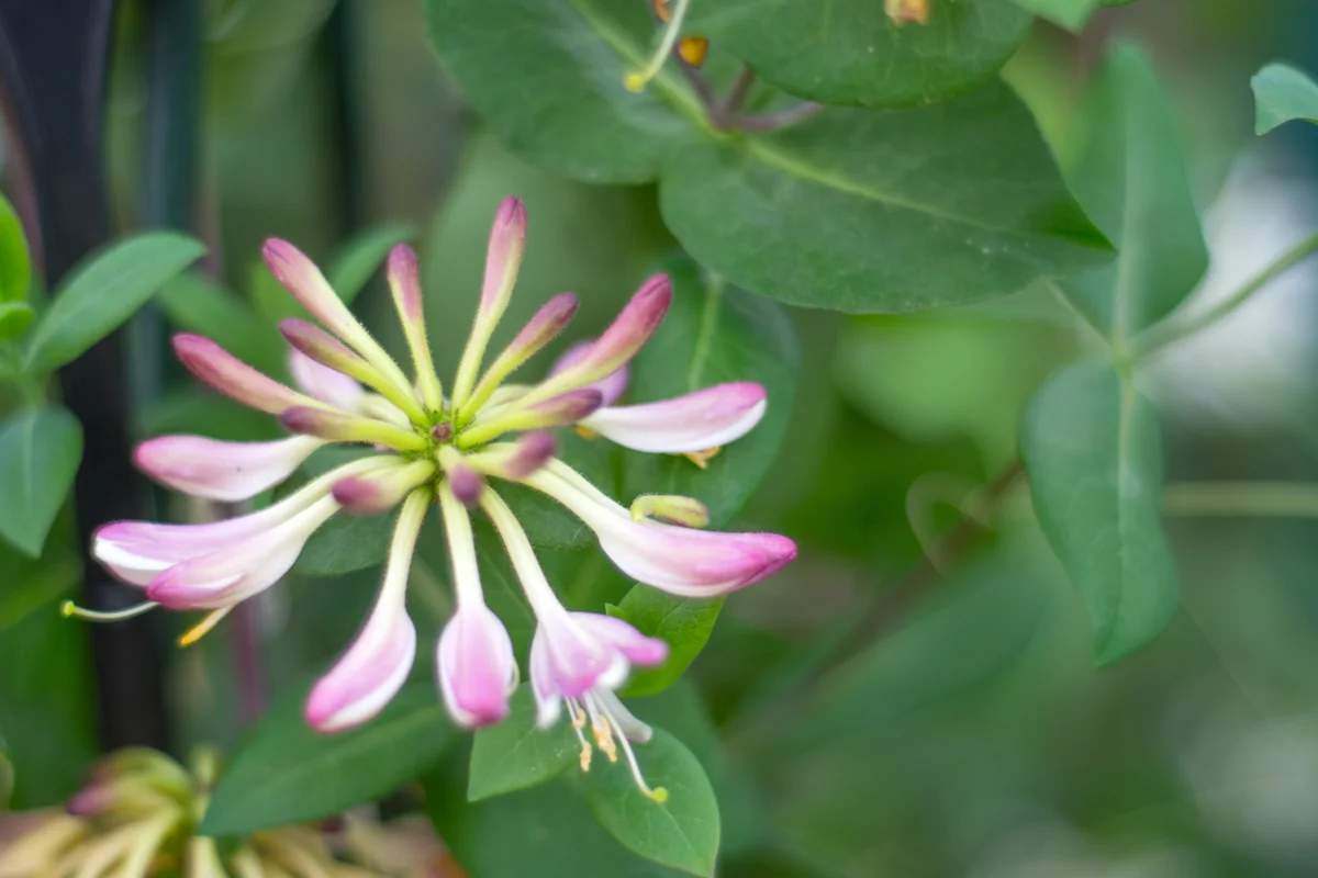 Bush honeysuckle flower
