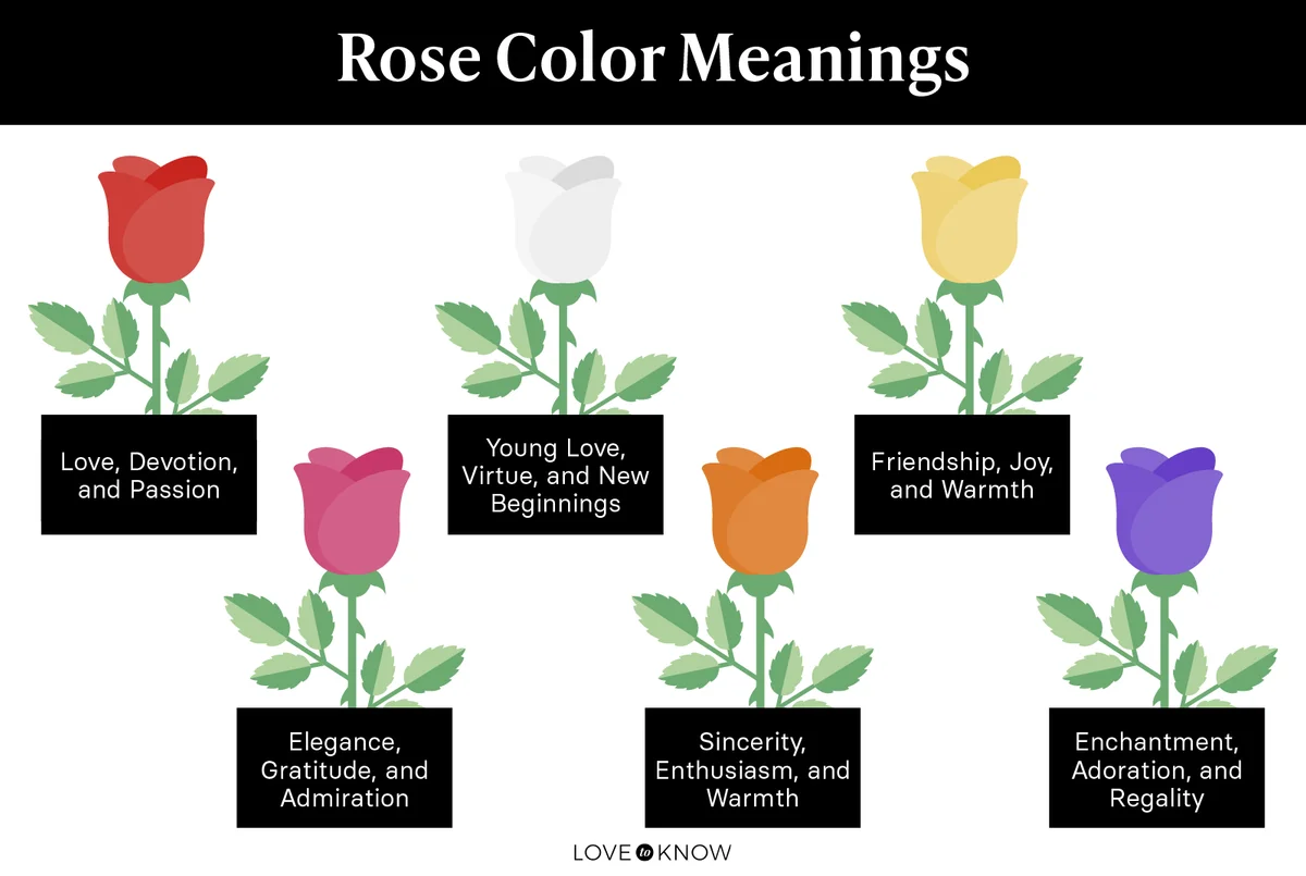 Rose Color Meanings Infographic