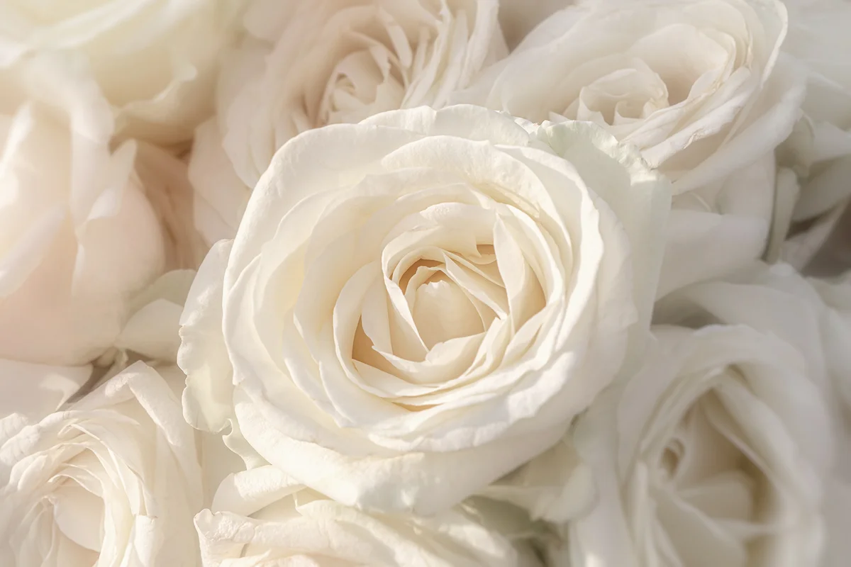 Avalanche Rose