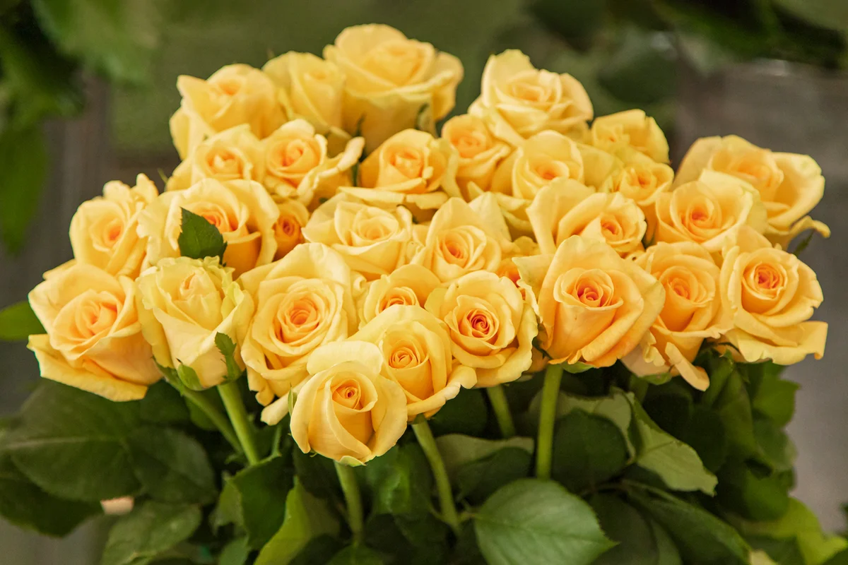 Full frame shot of a bouquet of yellow roses