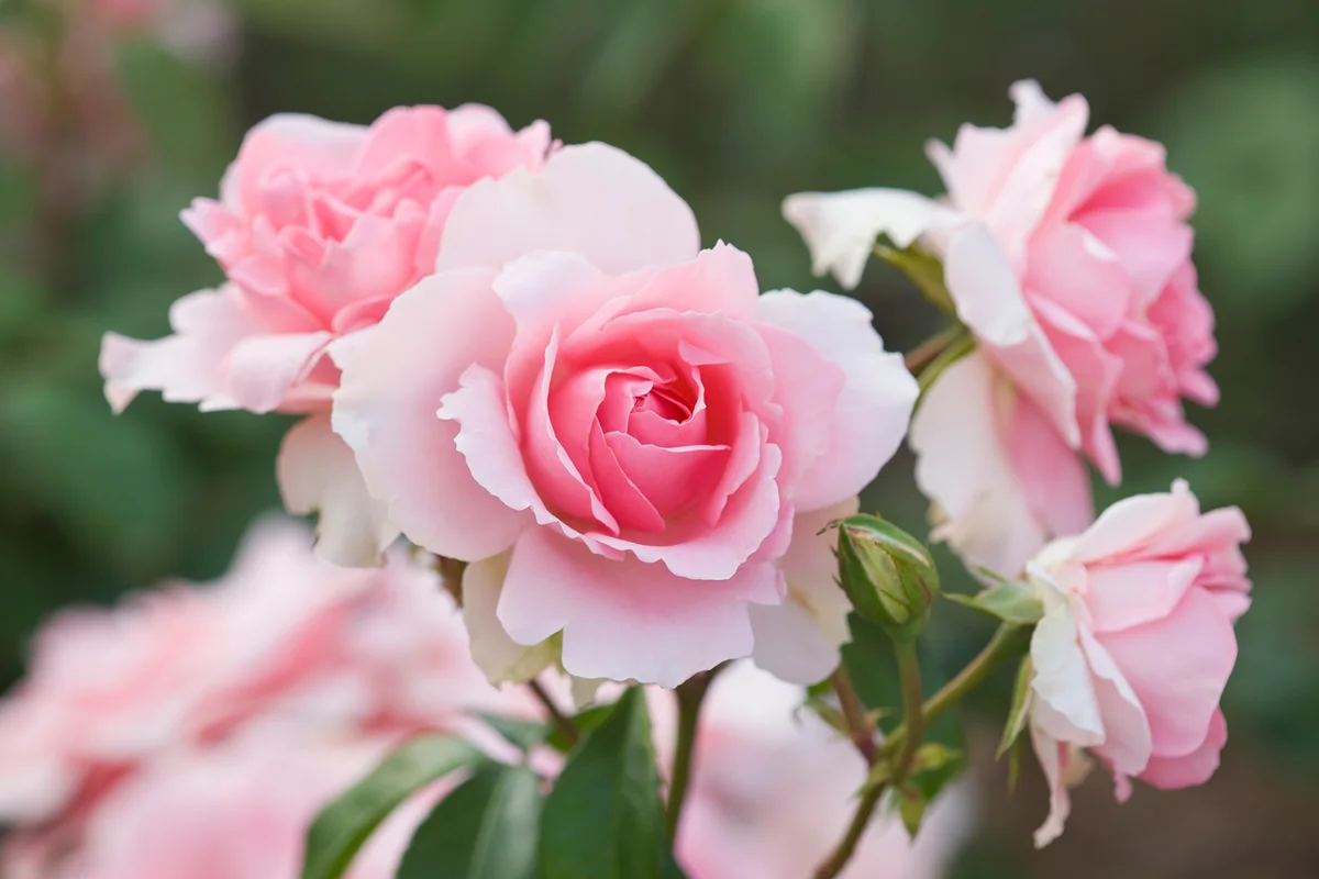 Pink rose