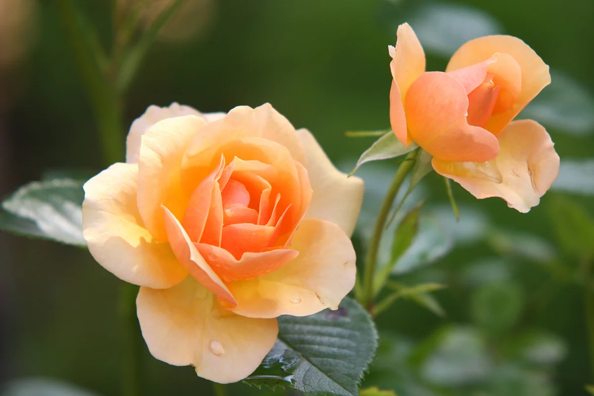 Close-up shot of orange roses