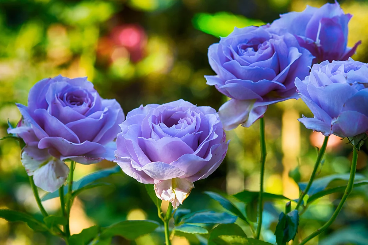 Close-up Of Purple Flowers