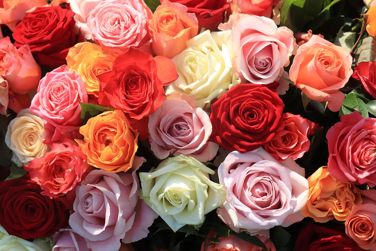 Roses in various bright colors