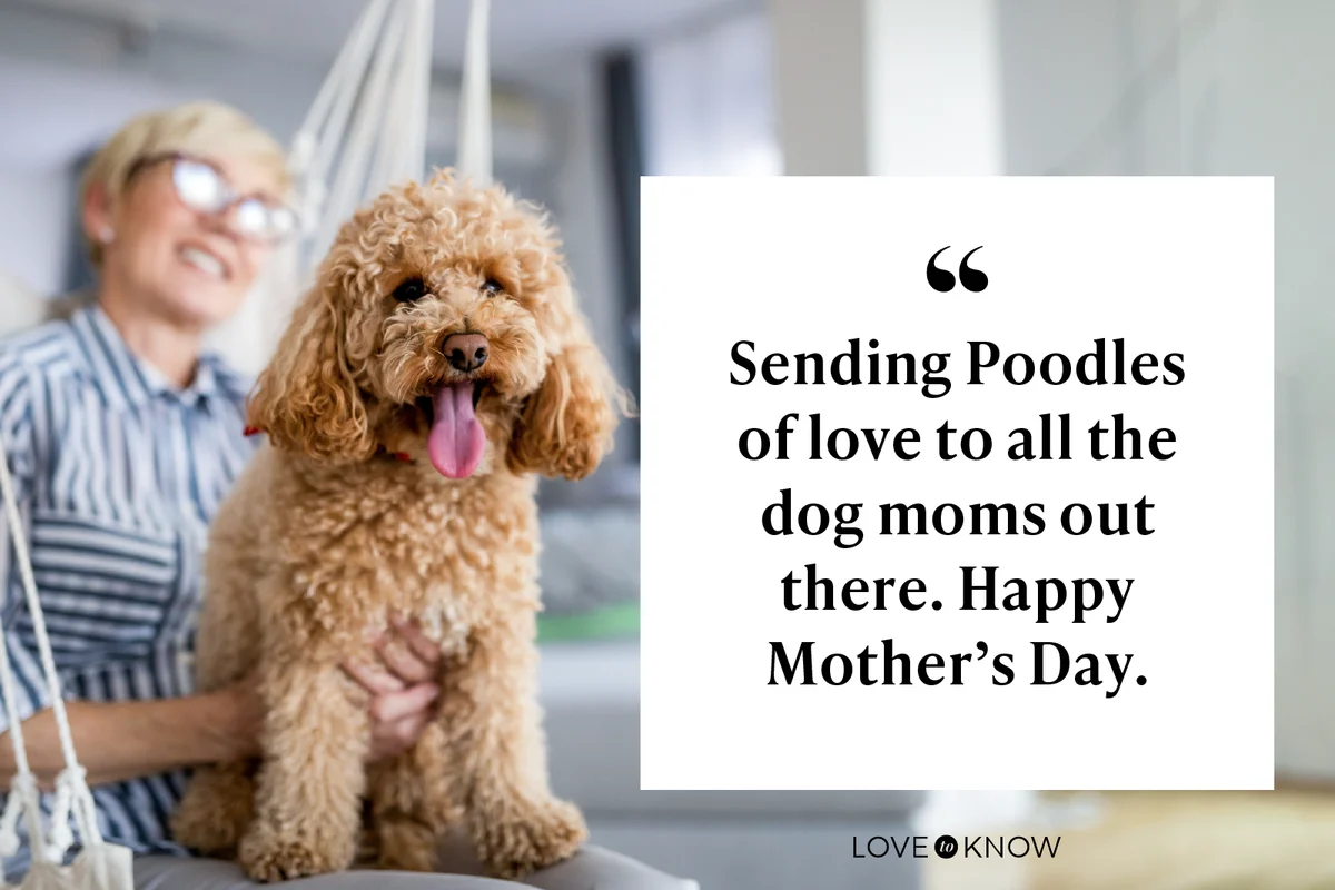 Cute little dog, poodle brown puppy at home with his friend