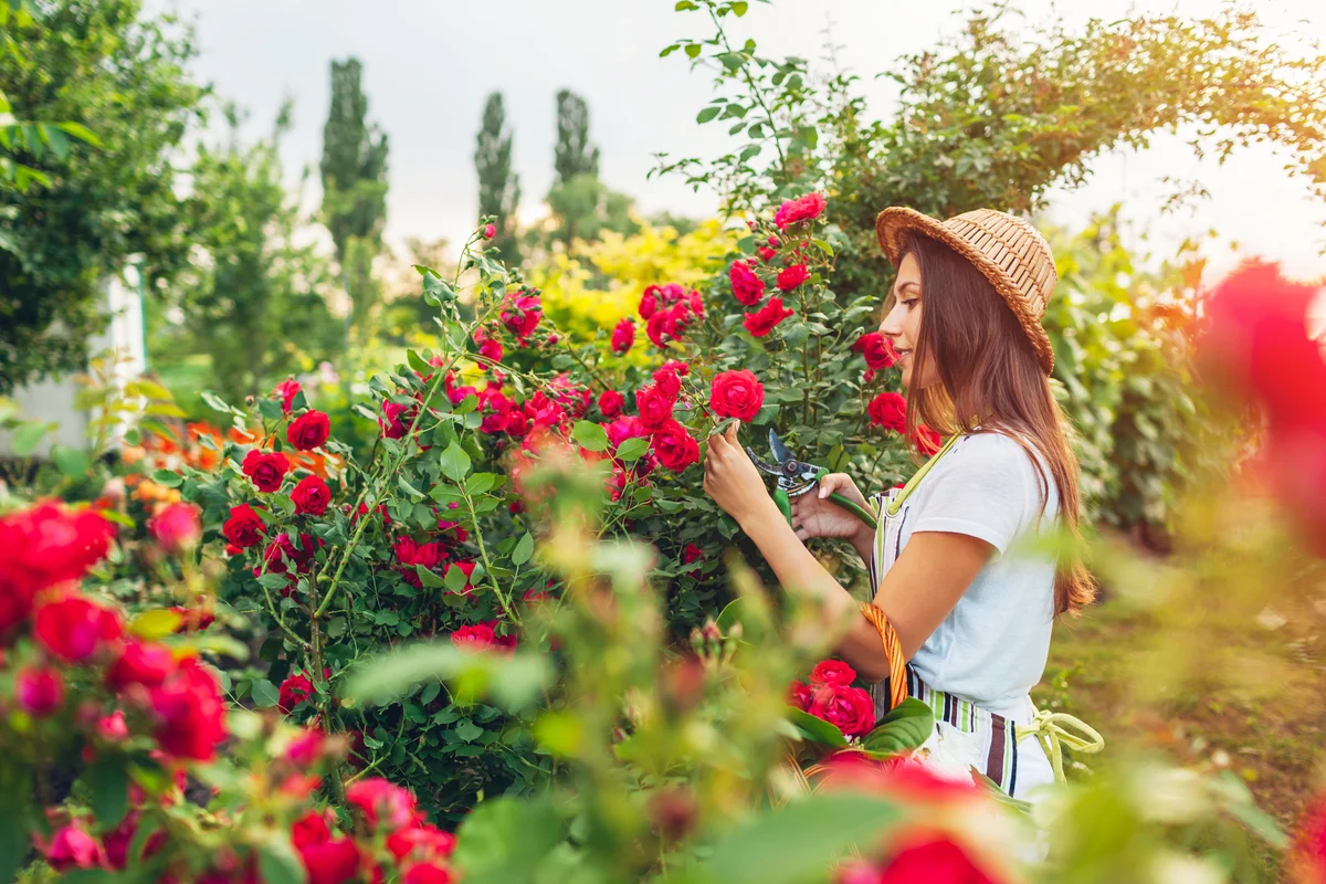 Woman smelling and cutting roses