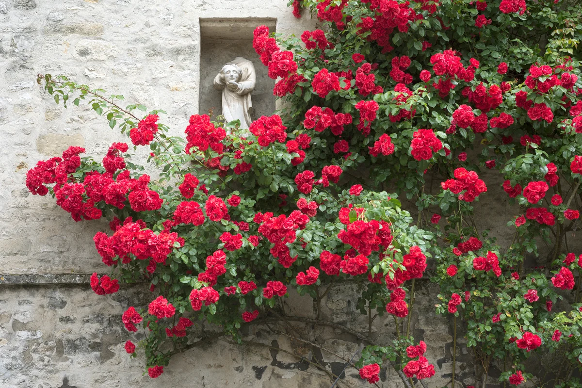 Super Hero Roses