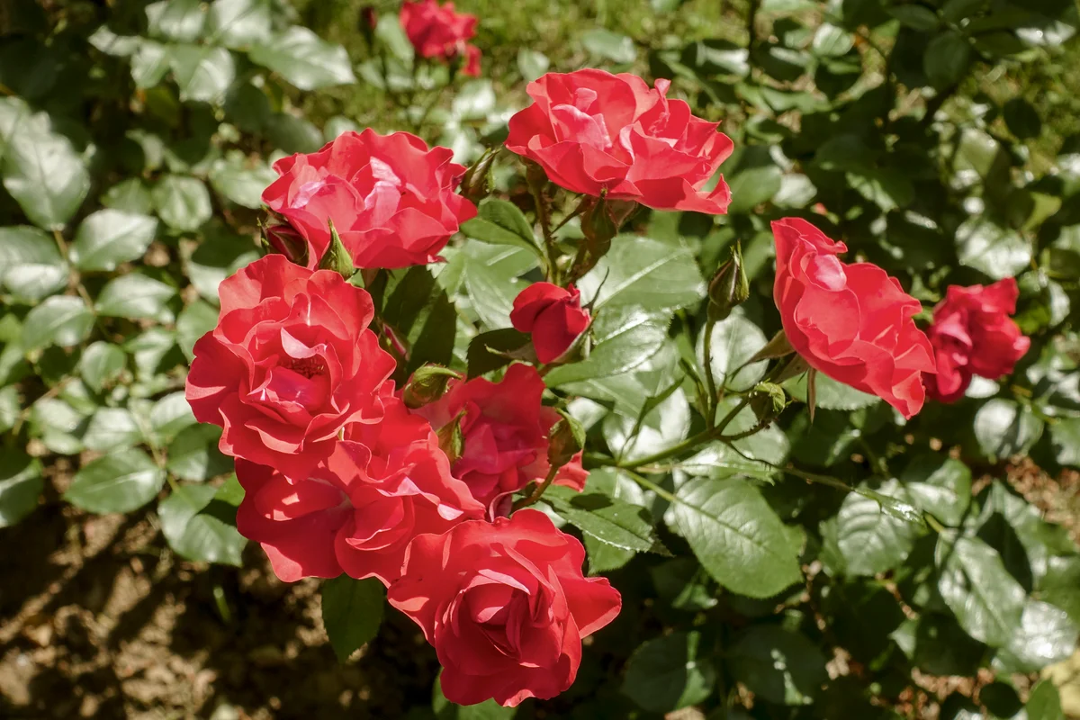 Flower Carpet Scarlet Roses