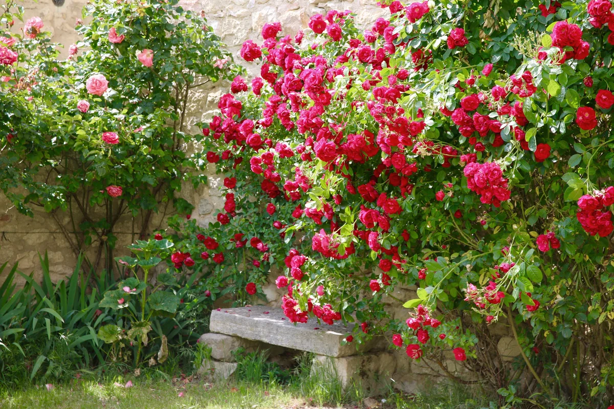 Garden bench and roses