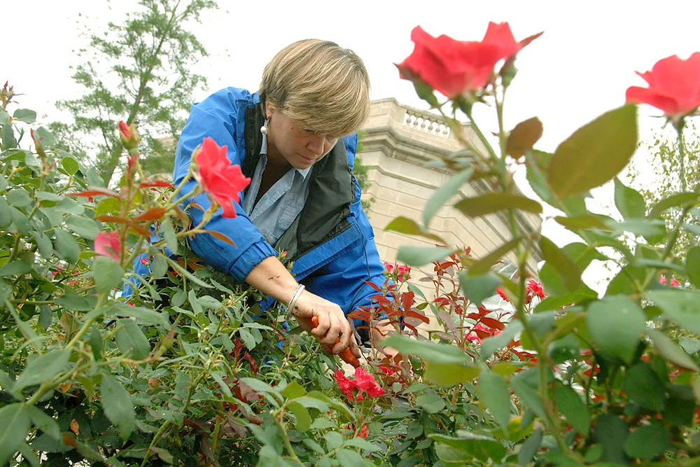 Woman in rose garden