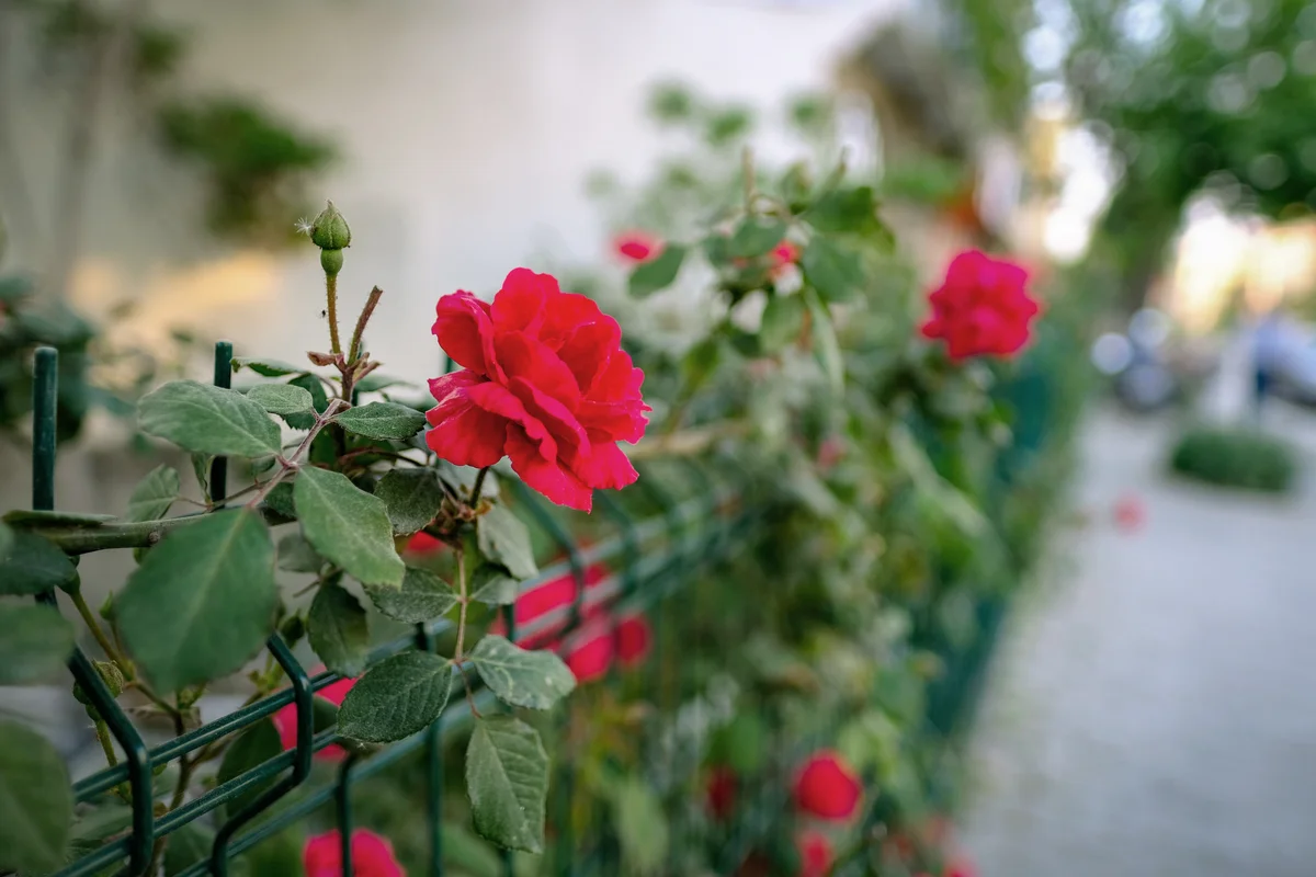 Don juan red climbing rose