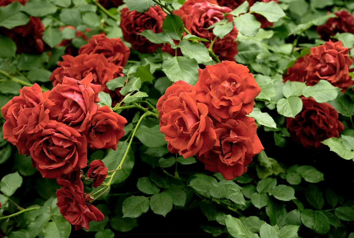 Rose bush full of red roses