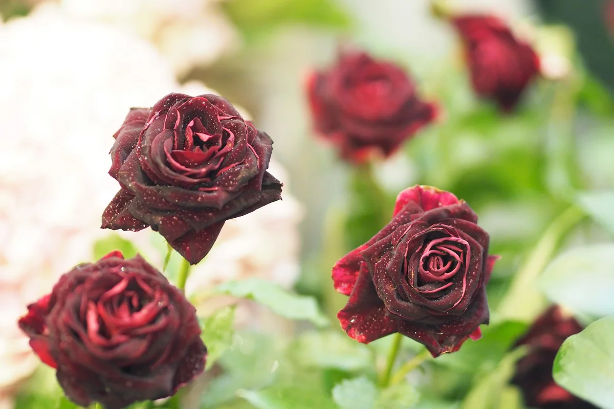 Black Magic Rose