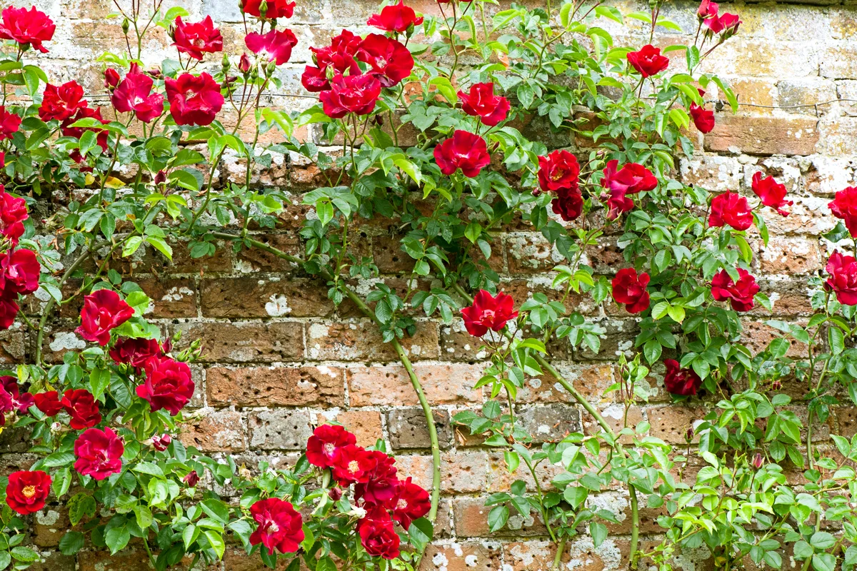 Rambling' Red Roses