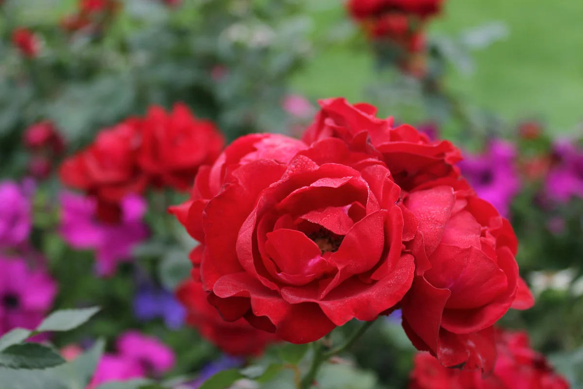 Desmond Tutu Roses