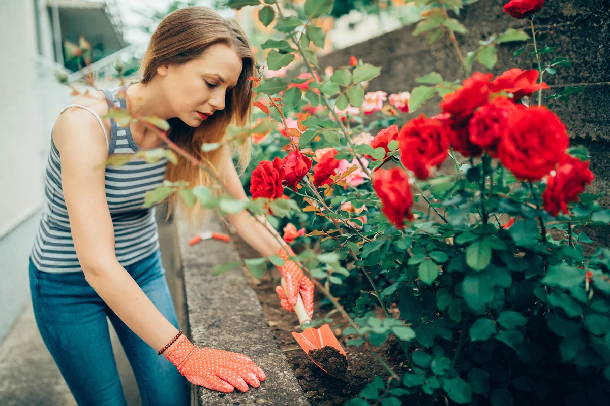 Woman in the back yard taking care of her roses