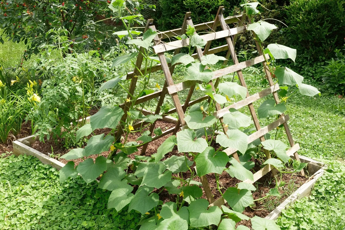 Raised bed vegetable planter with trellis