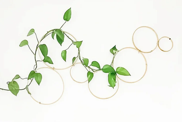 Herin Endless Circle Bamboo Statement Trellis for Indoor Plants