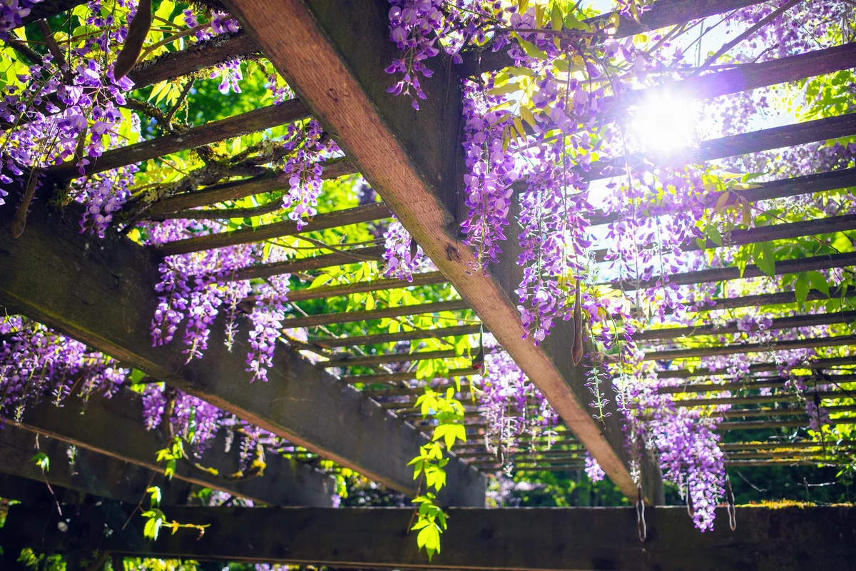 Wisteria Blossoms on the Trellis with Sunlight