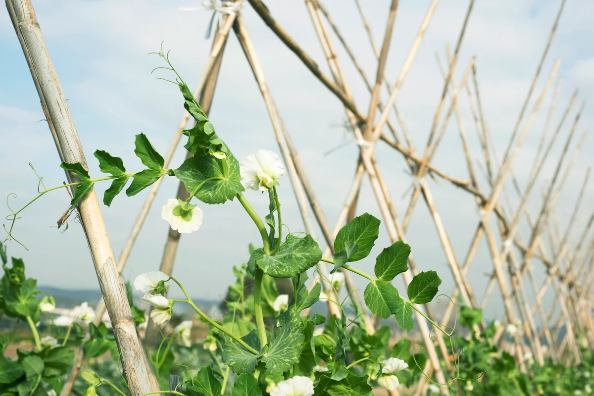 Baby pea vines growing on tent trellis