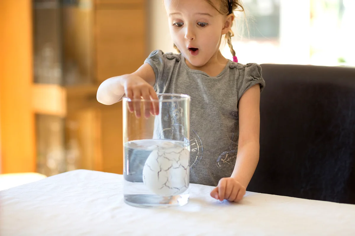 Child surprised to see a large porous egg sinking in a beaker