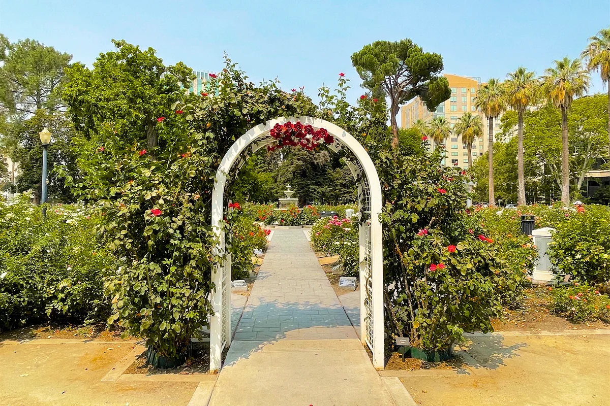 Arch and roses