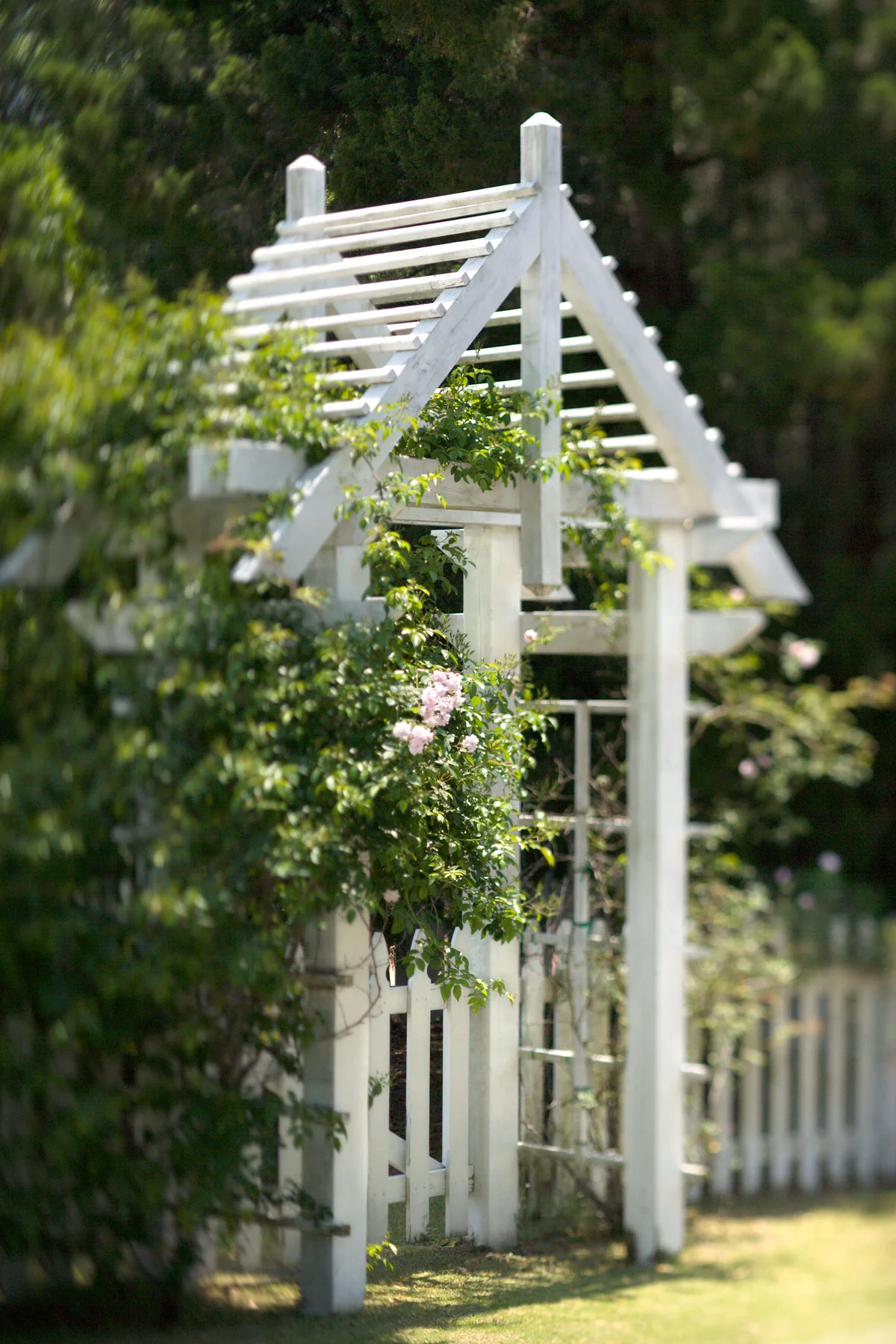 Arbor with rose bush and white picket fence