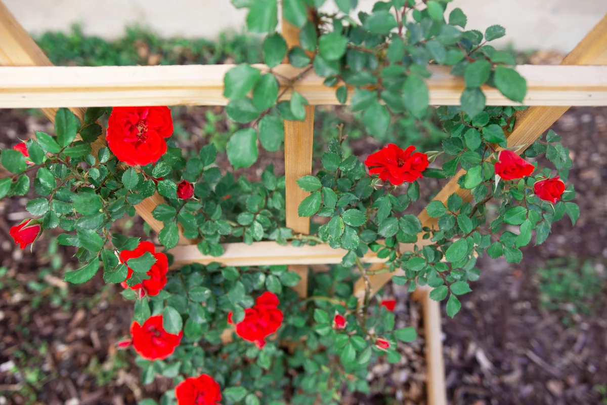 Climbing rose buds on ladder trellis