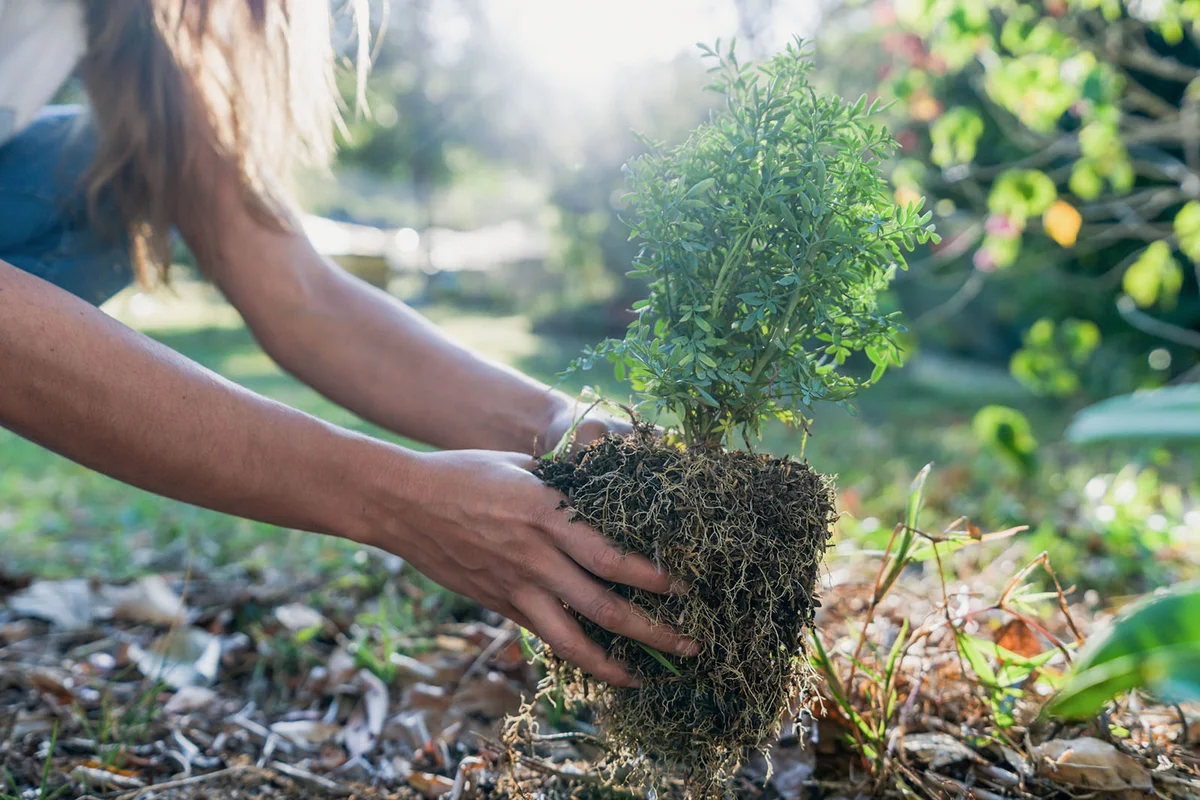 woman planting a tree