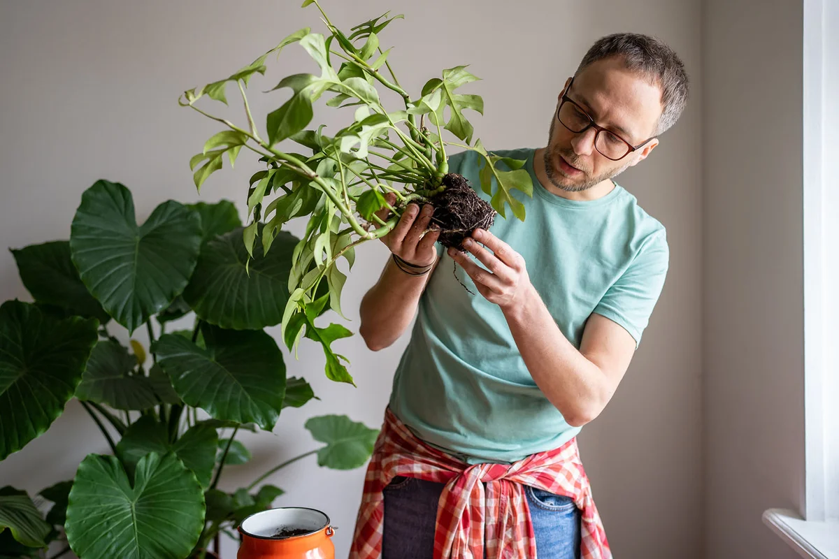 Focused man gardener examines roots of Monstera
