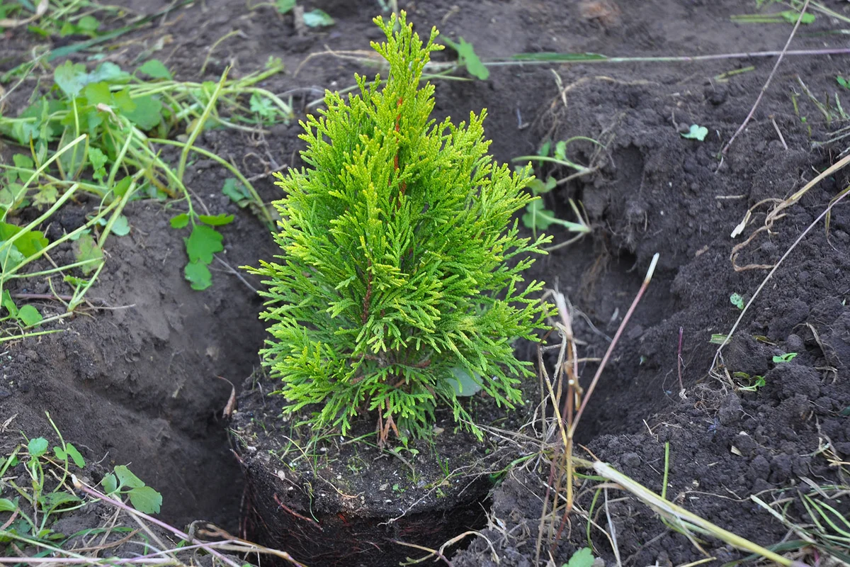 Planting Cypress