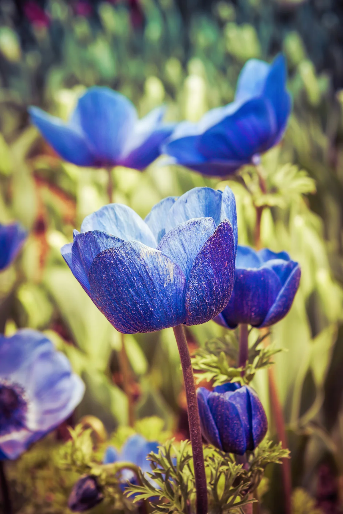 Closeup of Blue tulips