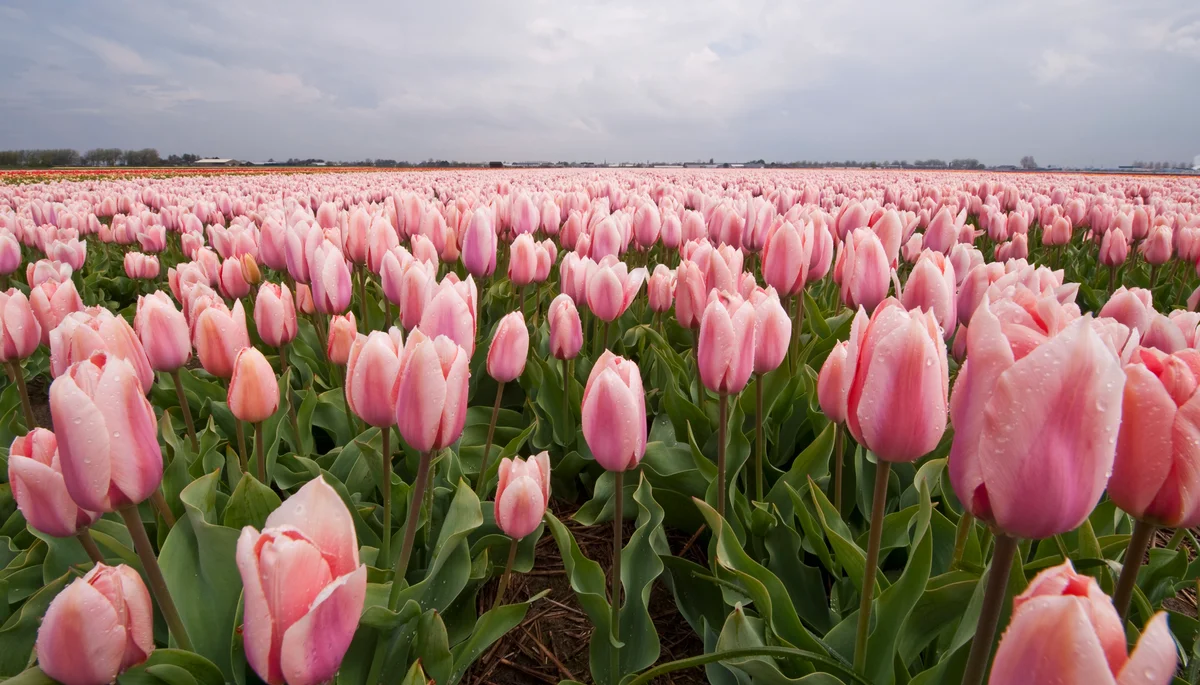Field of pink tulips