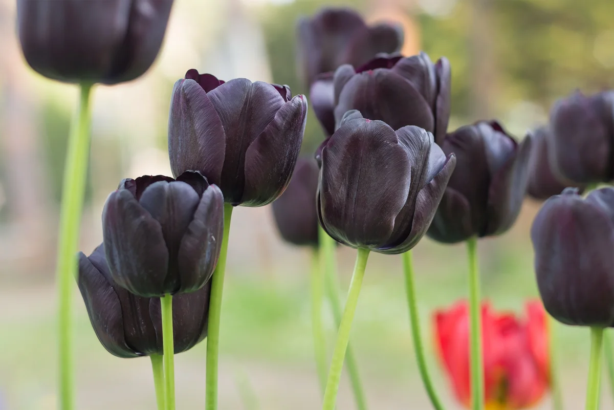 beautiful dark purple/black tulips