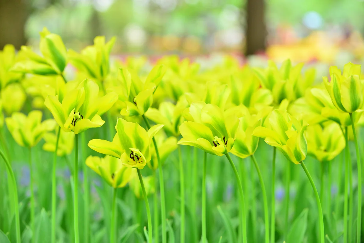 green tulips in garden