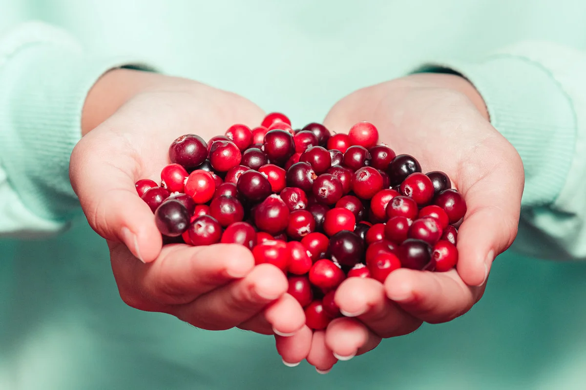 young woman hands holding red cowberries