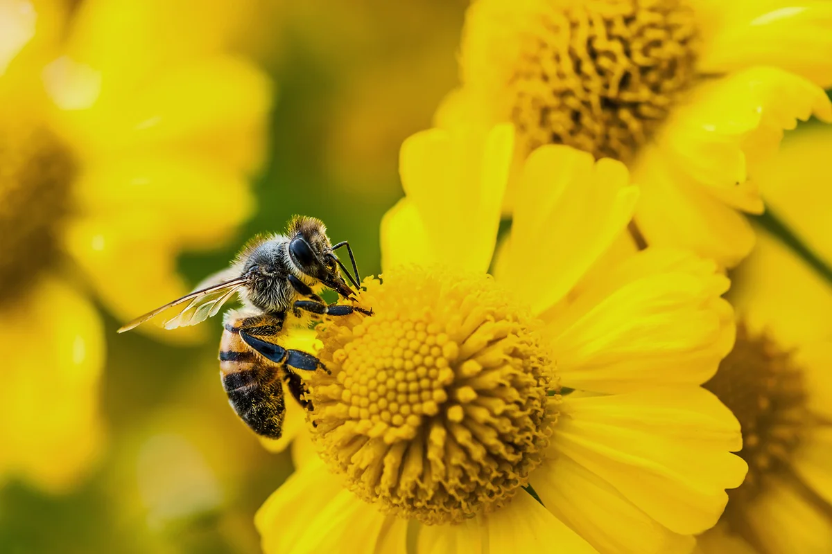 Bee gathering nectar and pollen on yellow flowers